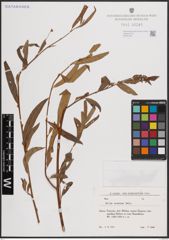 Foto von Salix excelsa S. G. Gmel.